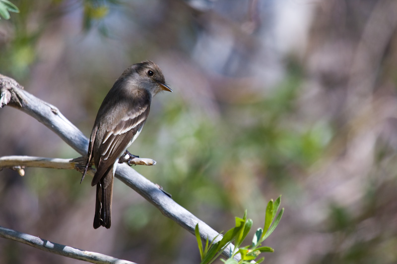 Western Wood-Pewee